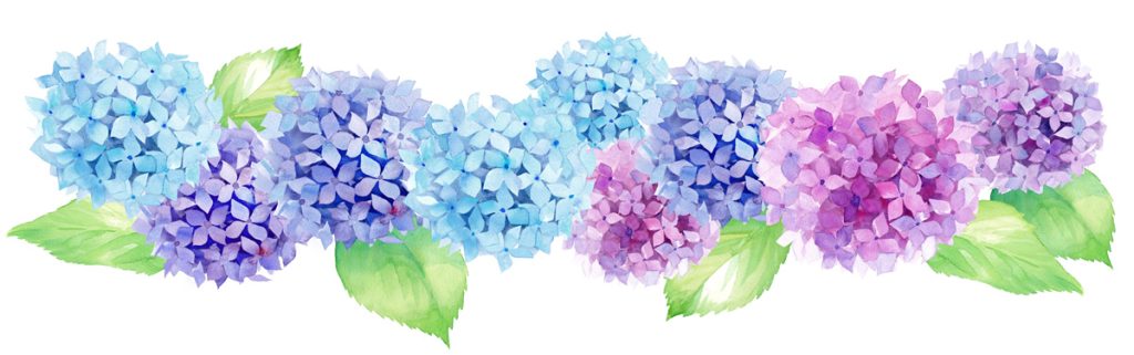 紫陽花（アジサイ）