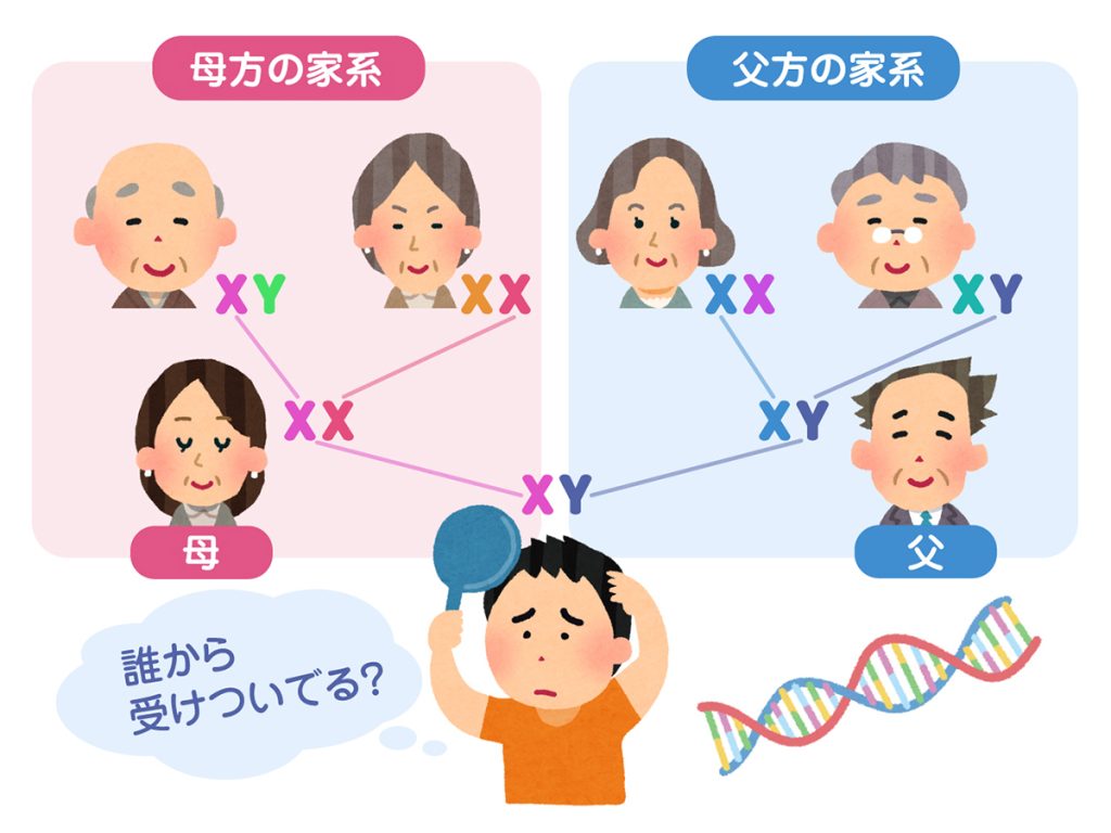 薄毛が遺伝する家系図のイラスト