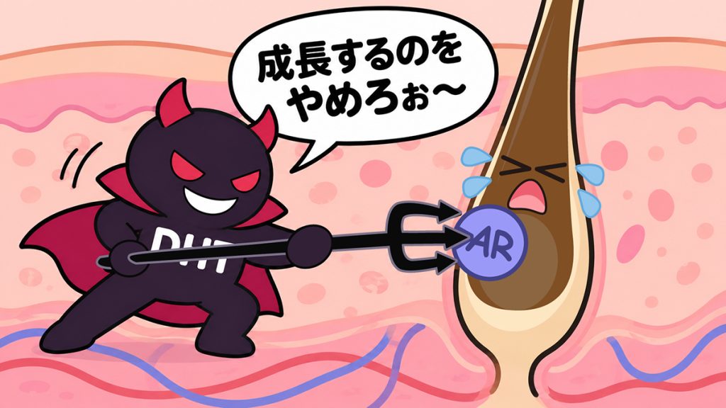DHTがアンドロゲン受容体(AR)と結合して髪の成長を止める漫画